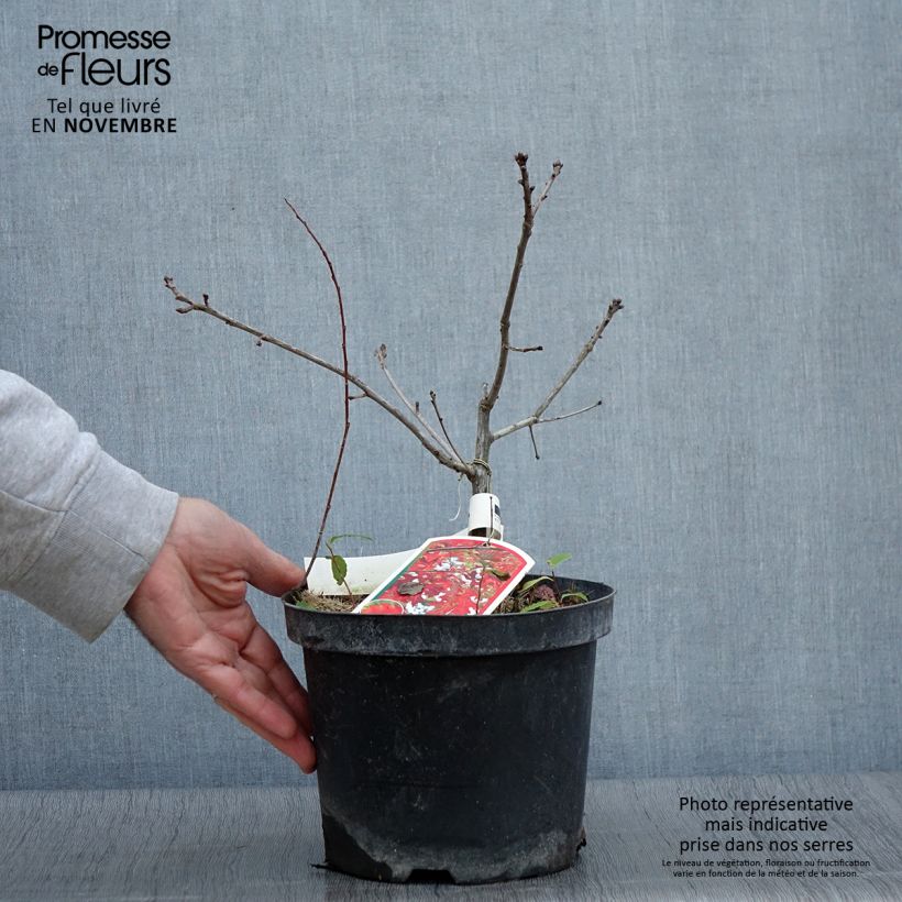Quercus coccinea Splendens - Scarlet Oak 4L/5L pot sample as delivered in autumn