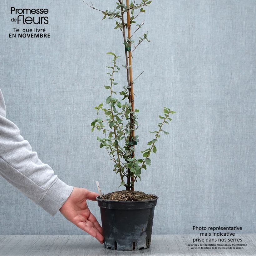 Quercus suber - Cork Oak 3L/4L pot sample as delivered in autumn