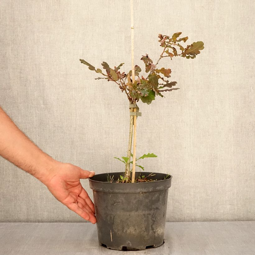 Quercus robur Atropurpurea - English Oak 4L/5L pot sample as delivered in summer
