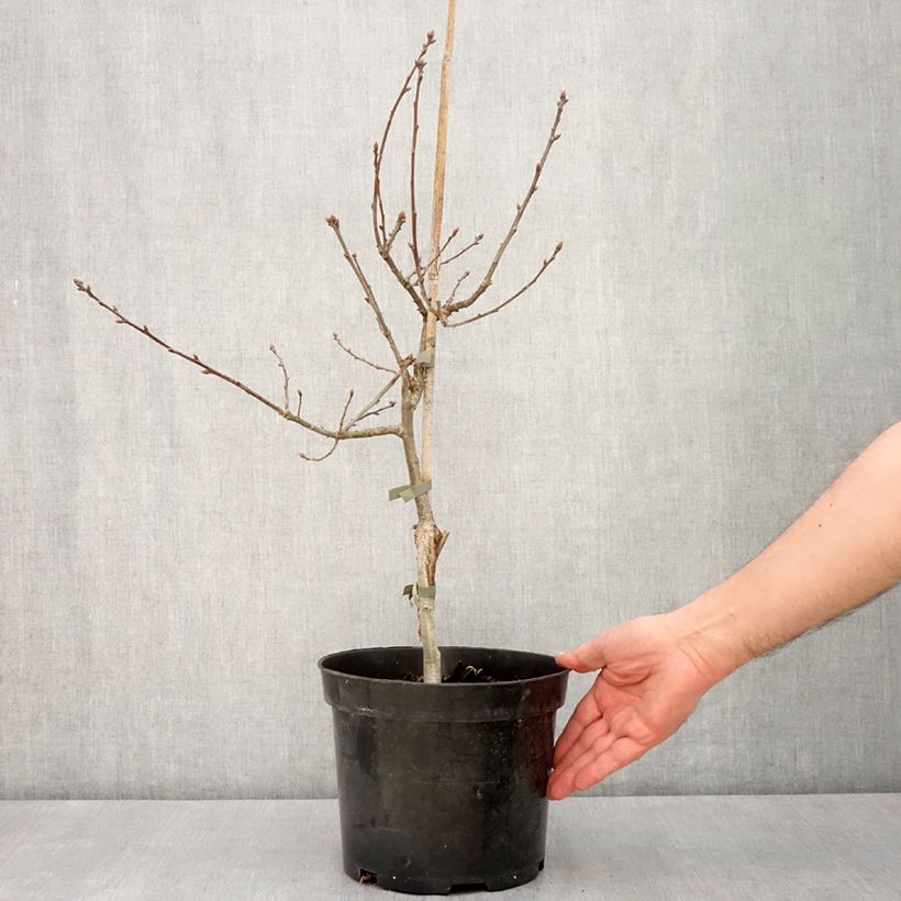 Quercus robur Atropurpurea - English Oak 4L/5L pot sample as delivered in spring