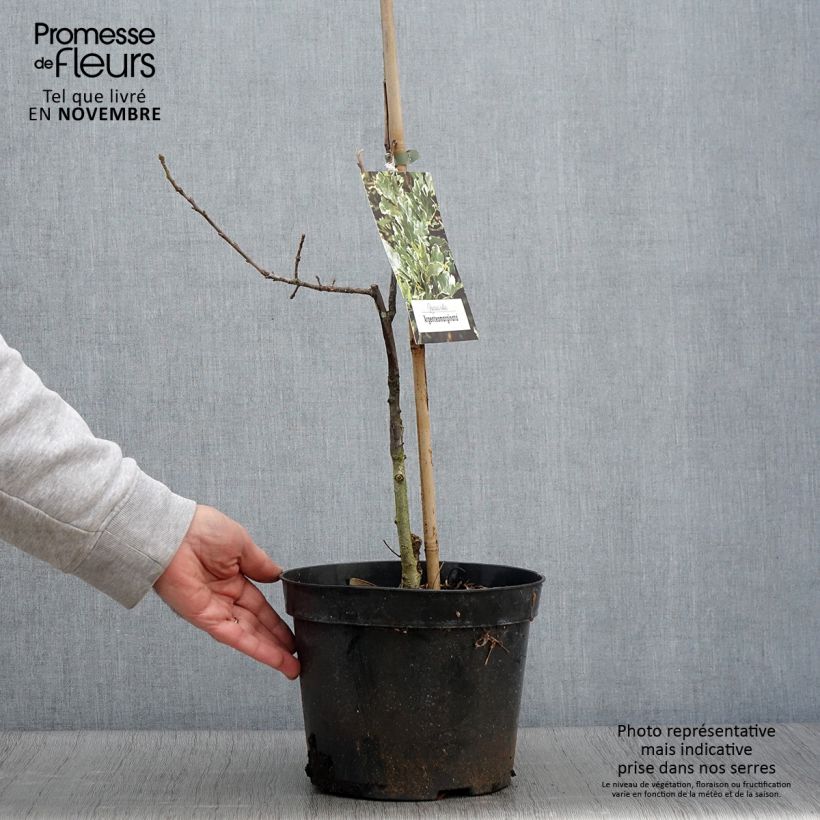 Quercus robur Argenteomarginata - English Oak 4L/5L pot sample as delivered in autumn