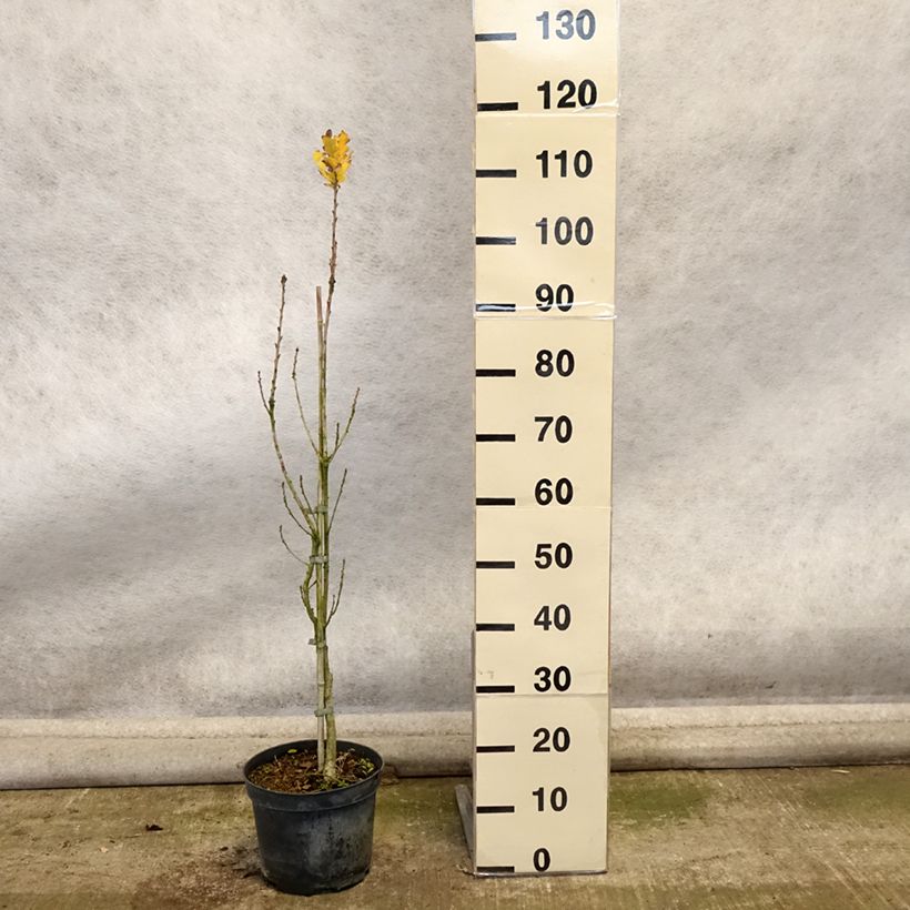 Quercus robur Fastigiata - English Oak 4L/5L pot sample as delivered in autumn