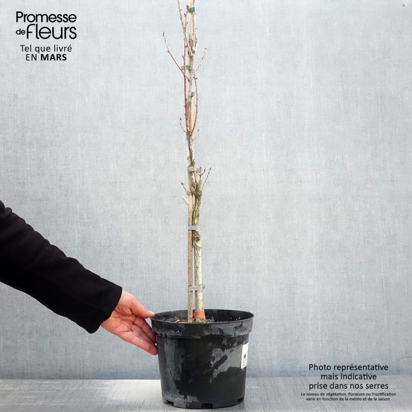 Quercus robur Fastigiata - English Oak 4L/5L pot sample as delivered in spring