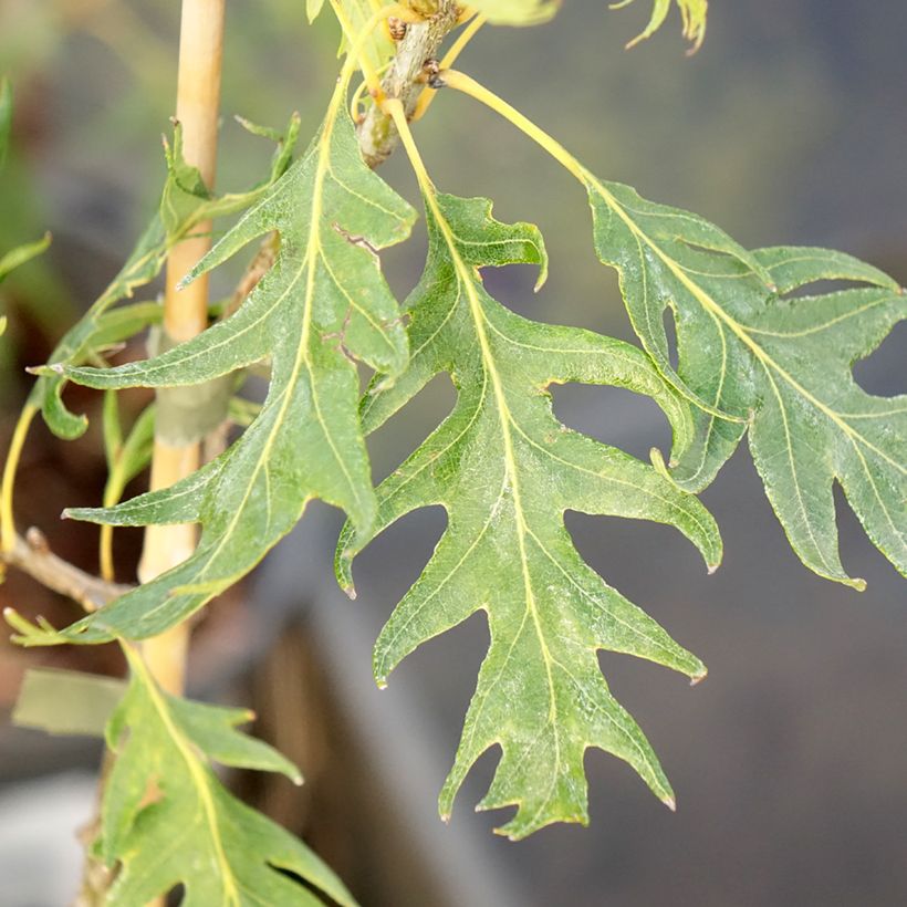 Quercus robur Miky - Oak (Foliage)
