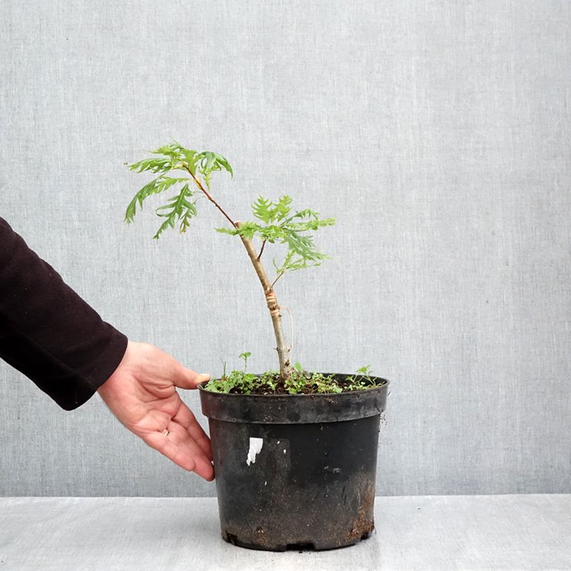 Quercus robur Miky - Oak 4L/5L pot sample as delivered in autumn