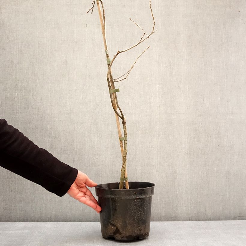 Quercus robur Miky - Oak 4L/5L pot sample as delivered in winter