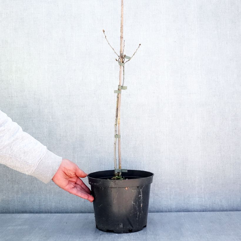 Quercus robur Miky - Oak 4L/5L pot sample as delivered in spring