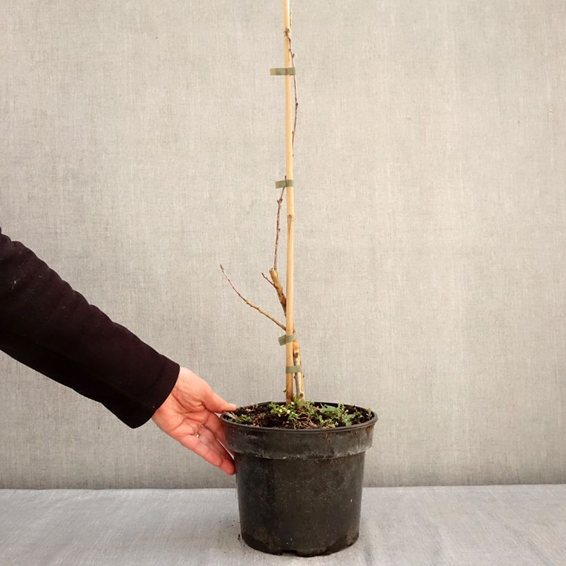 Quercus robur Posnania - English oak 4L/5L pot sample as delivered in winter