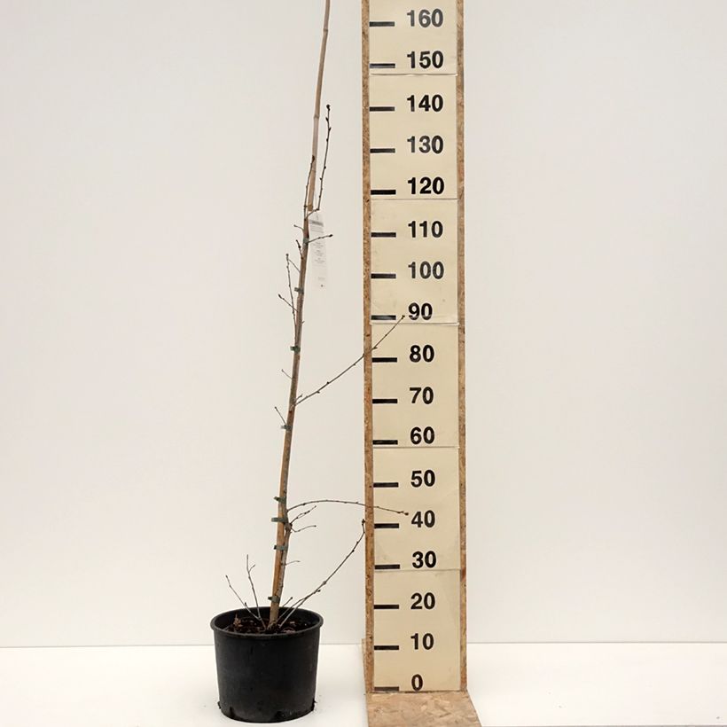 English Oak - Quercus robur 7.5L/10L pot sample as delivered in winter