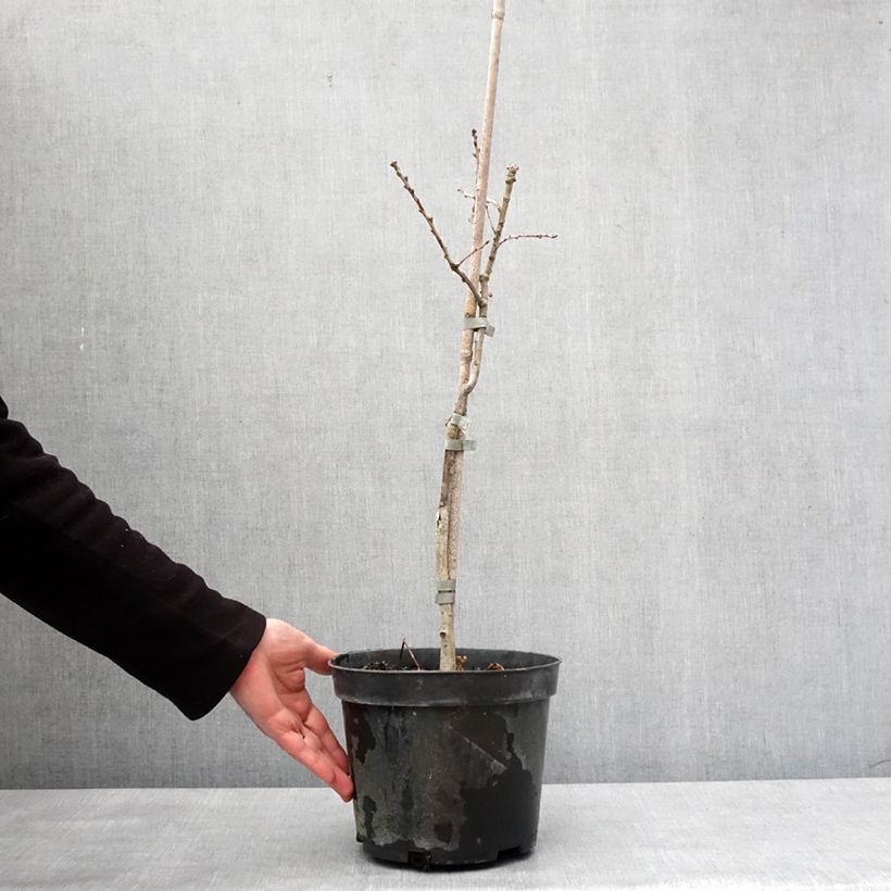 Quercus robur 'Variegata' 4L/5L pot sample as delivered in winter