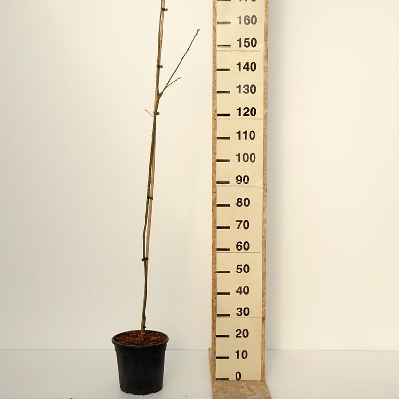 Quercus rubra Boltes Gold - Red Oak 7.5L/10L pot sample as delivered in winter