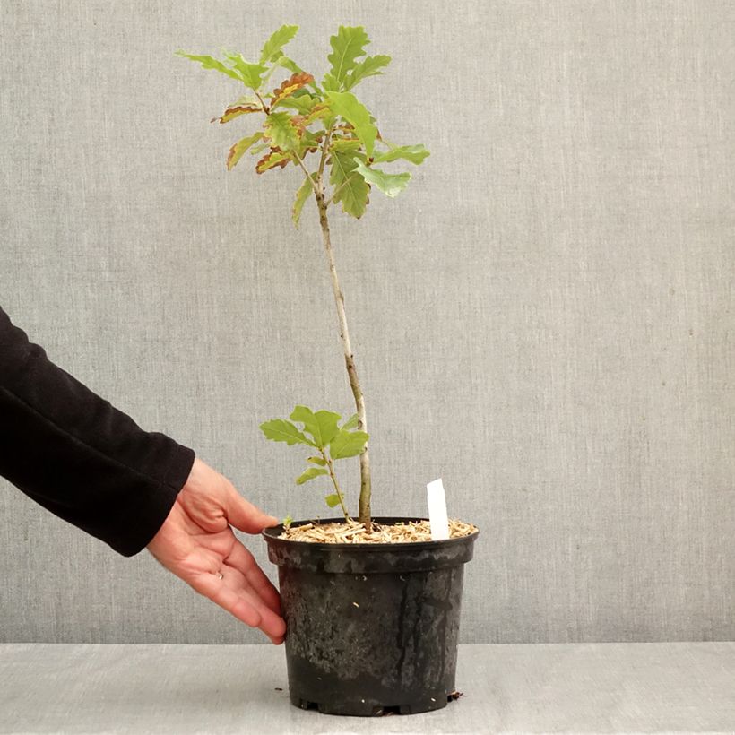 Quercus petraea - Sessile Oak 2L/3L pot sample as delivered in autumn