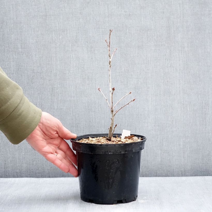 Quercus petraea - Sessile Oak 2L/3L pot sample as delivered in winter