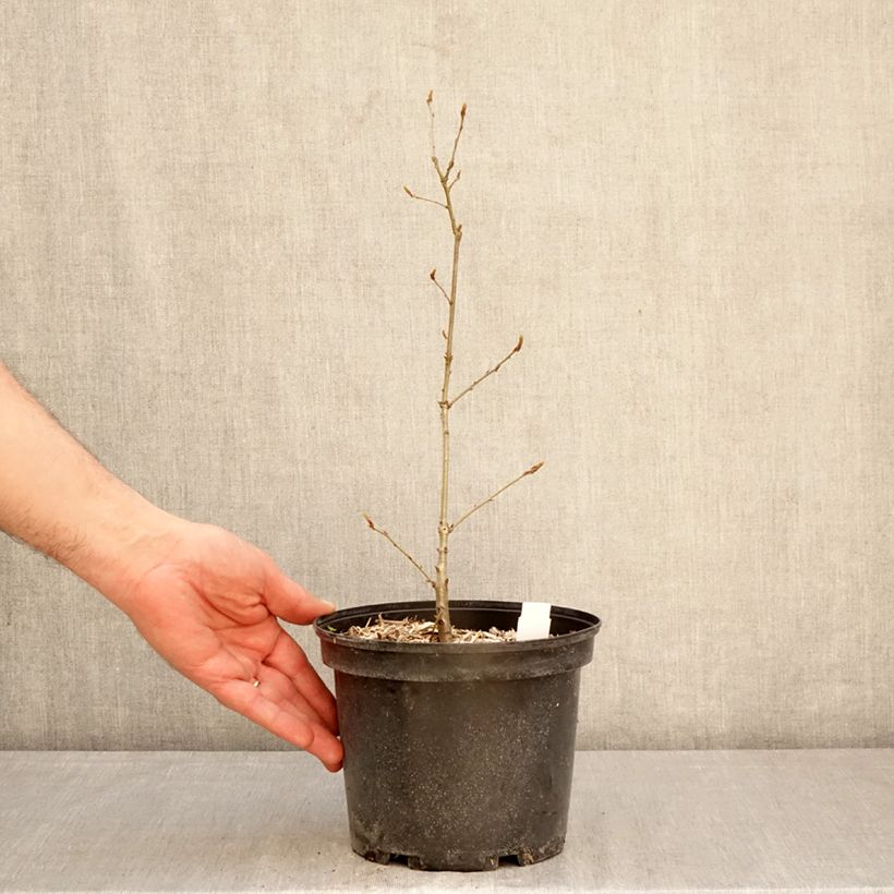 Quercus petraea - Sessile Oak 2L/3L pot sample as delivered in spring