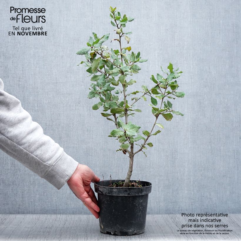 Holm oak - Quercus ilex 3L/4L pot sample as delivered in autumn