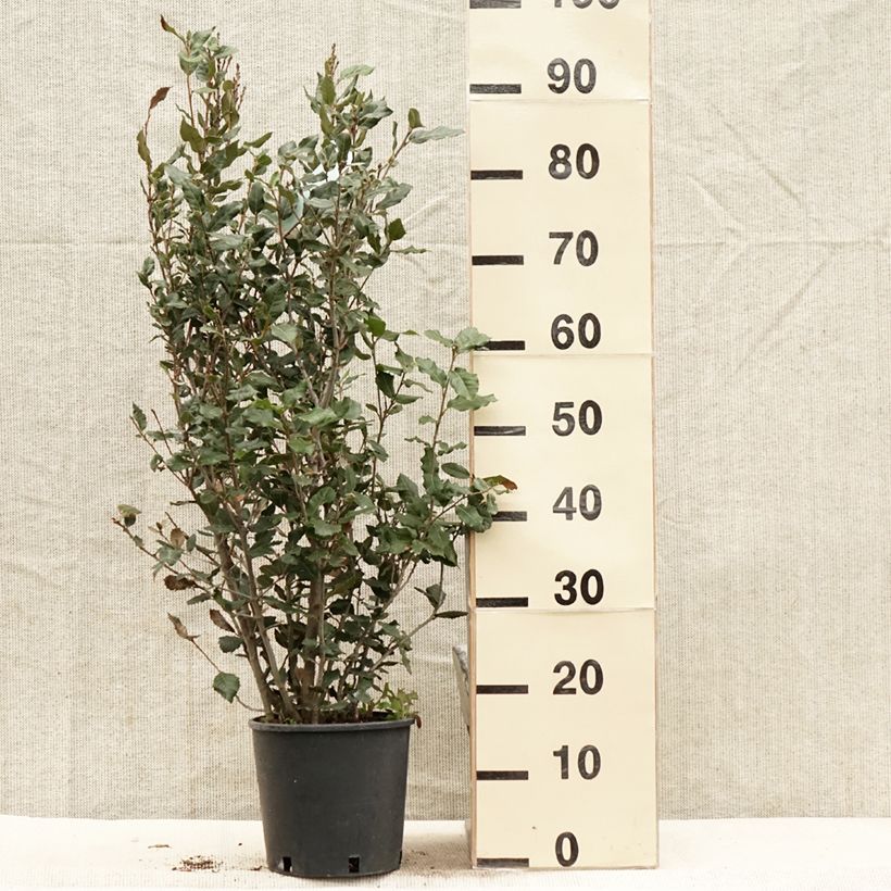 Holm oak - Quercus ilex 3L/4L pot, Bush sample as delivered in spring