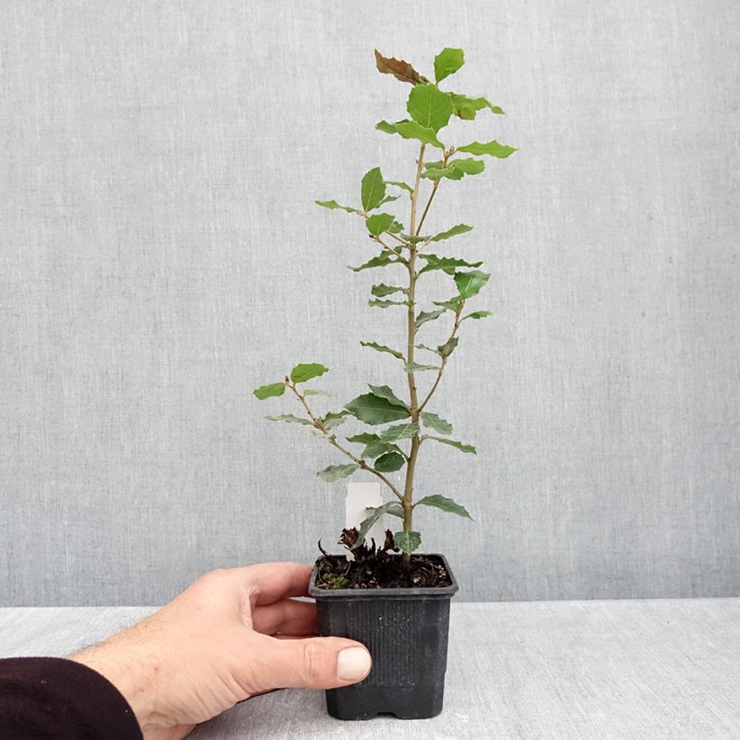 Holm oak - Quercus ilex 8/9 cm pot sample as delivered in autumn