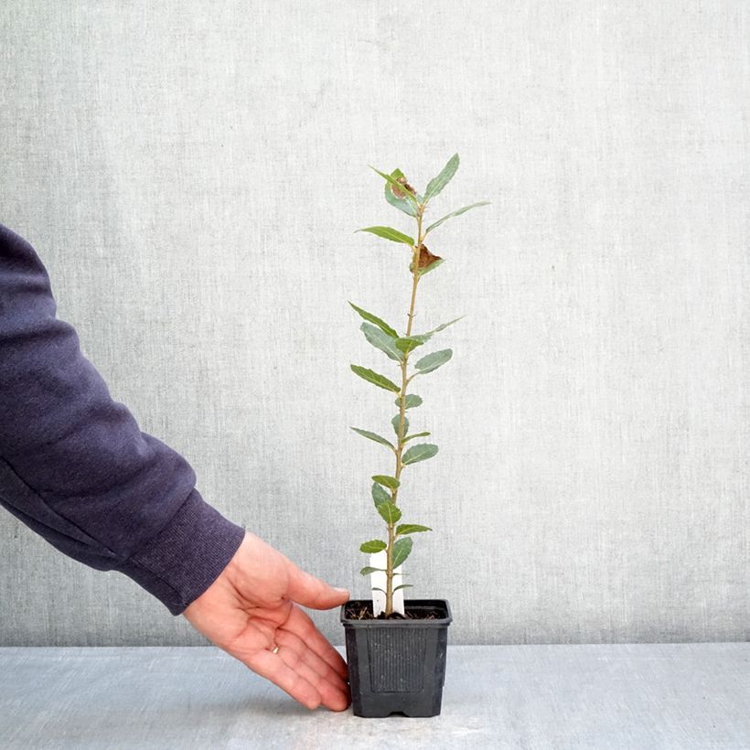 Holm oak - Quercus ilex 8/9 cm pot sample as delivered in spring