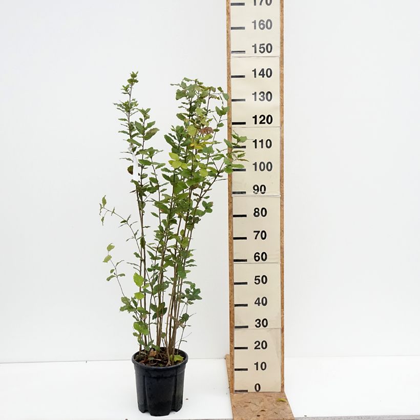 Holm oak - Quercus ilex 7.5L/10L pot sample as delivered in autumn