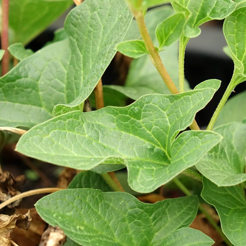 Good King Henry in plant - Chenopodium bonus-henricus (Foliage)