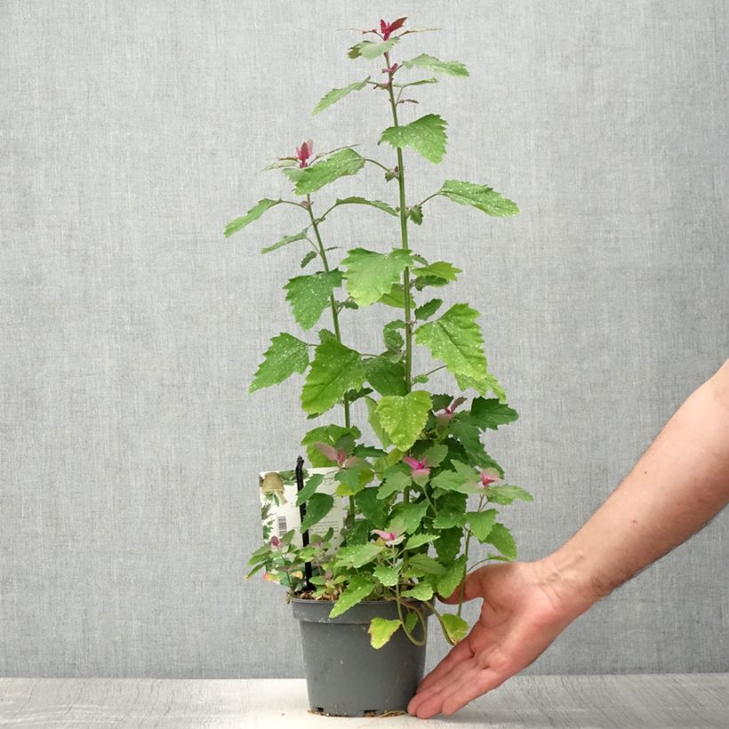 Tree Spinach - Chenopodium giganteum 1.5L/2L pot sample as delivered in summer