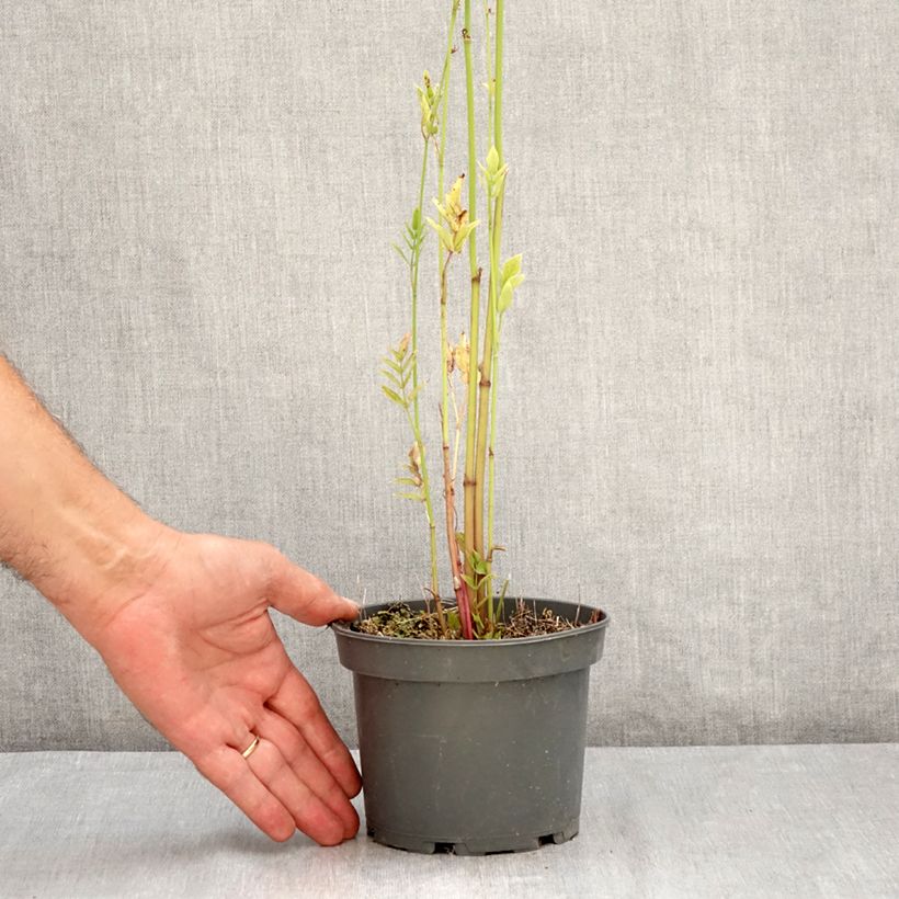 Chervis - Sium sisarum 1.5L/2L pot sample as delivered in summer