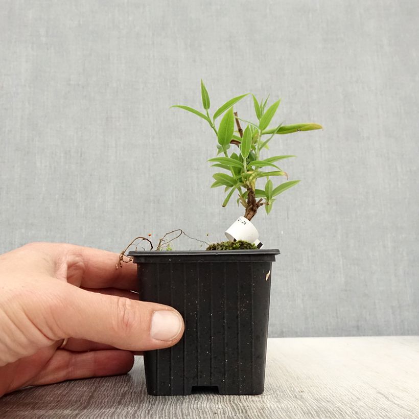 Lonicera henryi  8/9 cm pot sample as delivered in spring