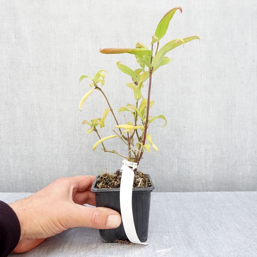 Lonicera henryi  8/9 cm pot sample as delivered in autumn