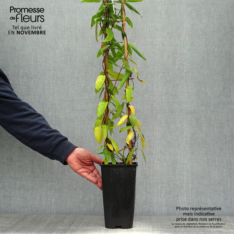 Lonicera henryi  2L/3L pot sample as delivered in autumn
