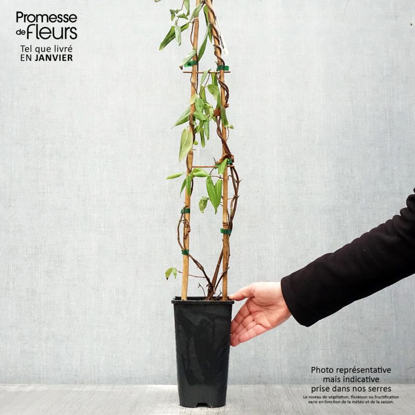 Lonicera henryi  2L/3L pot sample as delivered in winter