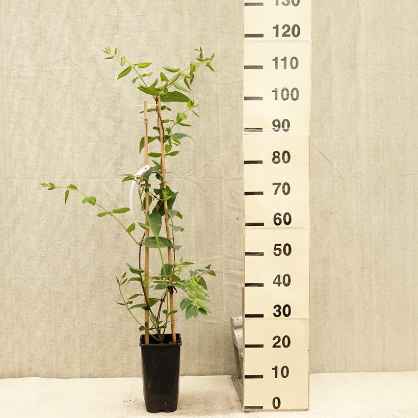 Lonicera x henryi Caprilia Ever - Henry's honeysuckle 2L/3L pot sample as delivered in summer