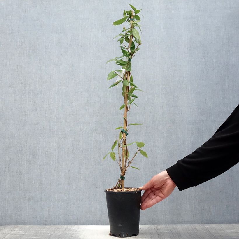 Lonicera x henryi Caprilia Ever - Henry's honeysuckle 2L/3L pot sample as delivered in spring