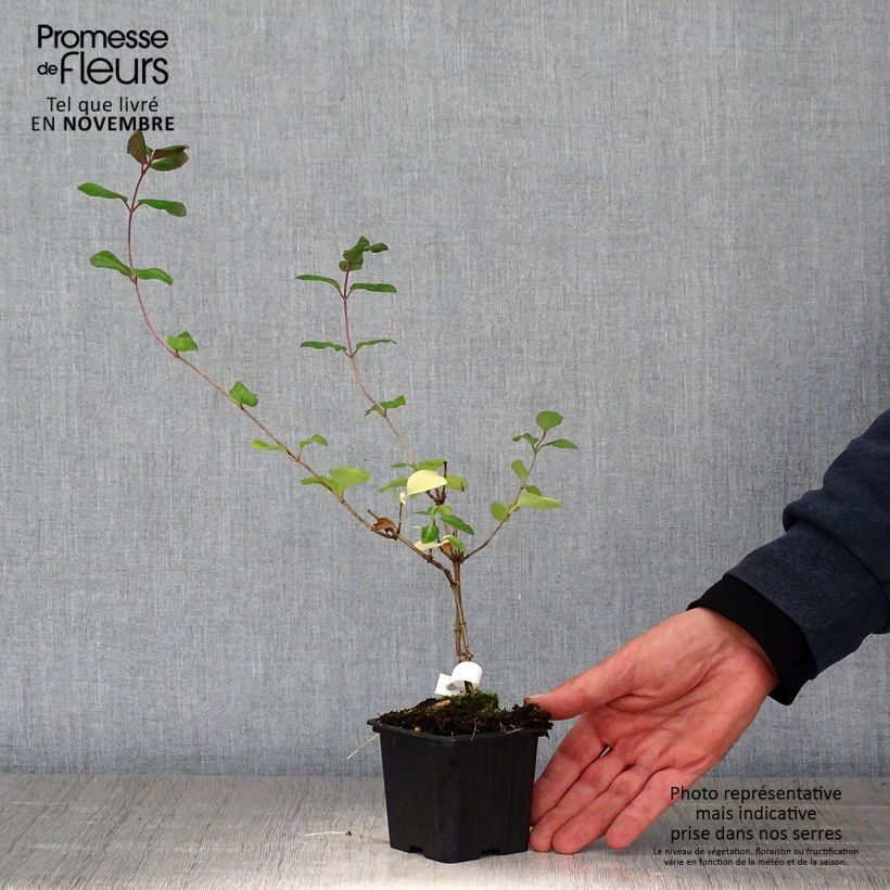 Lonicera periclymenum Serotina 8/9 cm pot sample as delivered in autumn