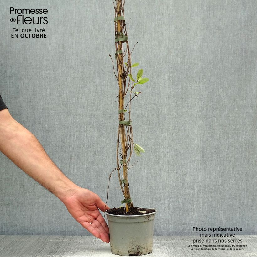 Lonicera periclymenum Serotina 2L/3L pot sample as delivered in autumn