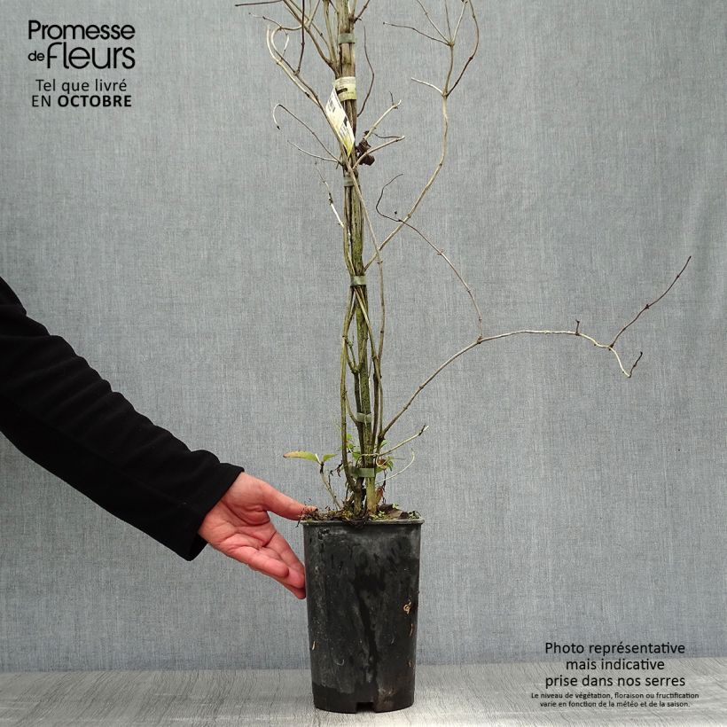 Lonicera x brownii Dropmore Scarlet 2L/3L pot sample as delivered in autumn