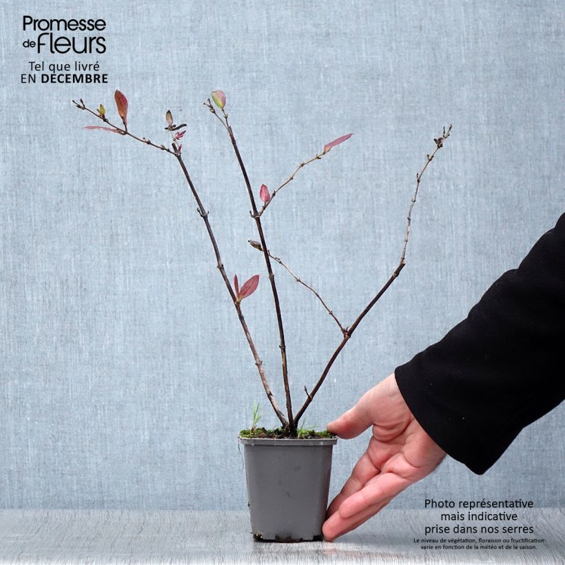 Lonicera japonica Dart's Acumen 8/9 cm pot sample as delivered in autumn
