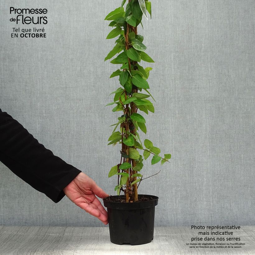 Lonicera japonica Hall's Prolific - Japanese Honeysuckle 2L/3L pot sample as delivered in autumn