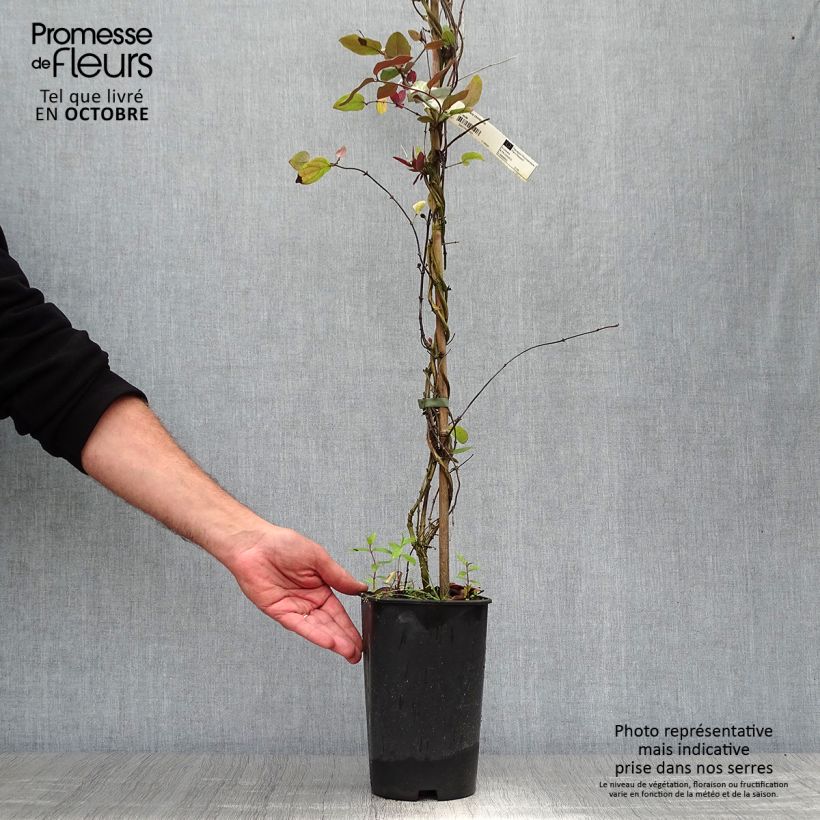 Lonicera japonica Sinensis - Chinese Honeysuckle 2L/3L pot sample as delivered in autumn
