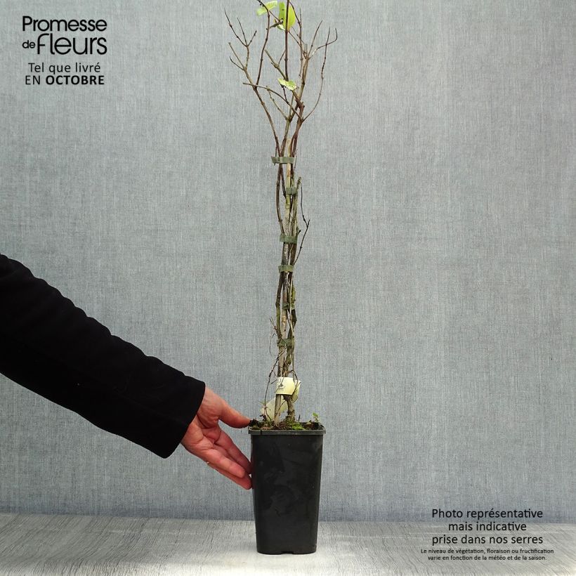 Lonicera x brownii Dropmore Scarlet 1L/1.5L pot sample as delivered in autumn