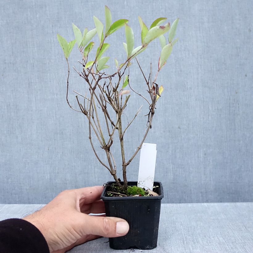 Lonicera x heckrottii Gold Flame - Goldflame Honeysuckle 8/9 cm pot sample as delivered in autumn