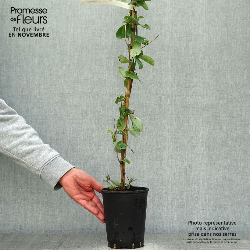 Lonicera x heckrottii Gold Flame - Goldflame Honeysuckle 2L/3L pot sample as delivered in autumn