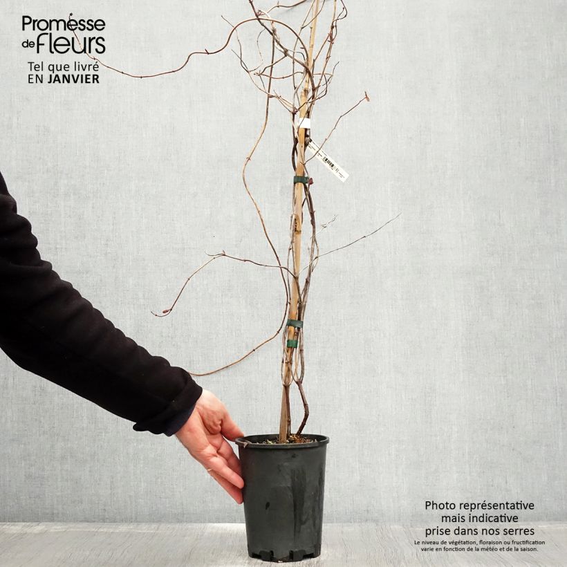 Lonicera x heckrottii Gold Flame - Goldflame Honeysuckle 2L/3L pot sample as delivered in winter