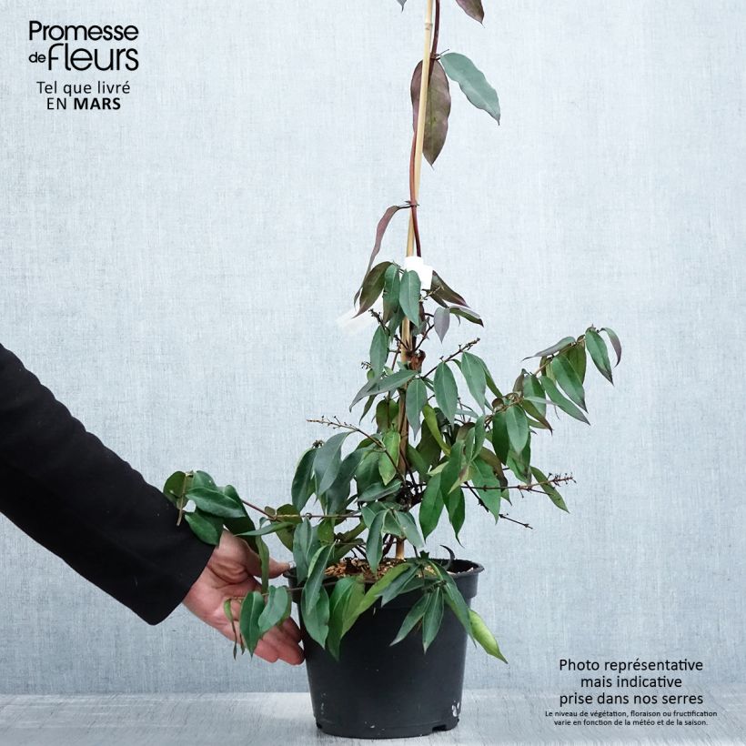 Lonicera henryi 'Marinella' ('Venloma') 4L/5L pot sample as delivered in spring