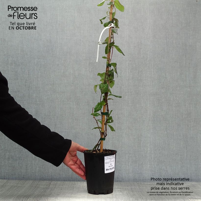 Chèvrefeuille - Lonicera Caprilia Impérial cov 2L/3L pot sample as delivered in autumn