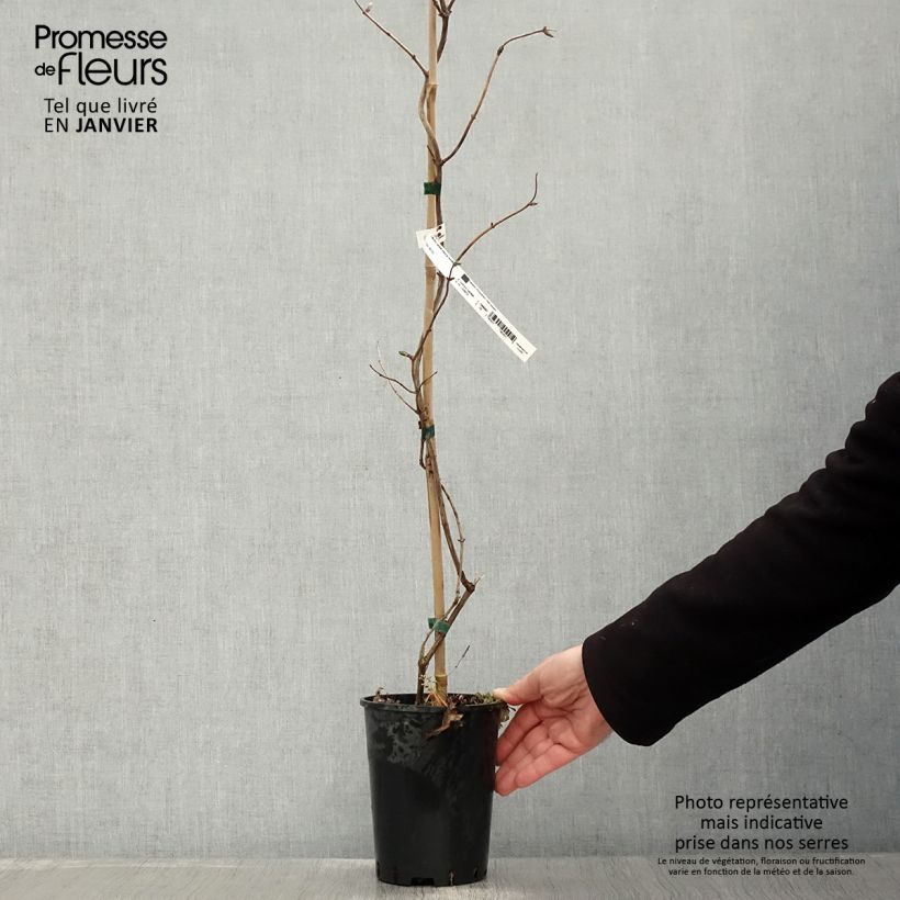 Chèvrefeuille - Lonicera Caprilia Impérial cov 2L/3L pot sample as delivered in winter