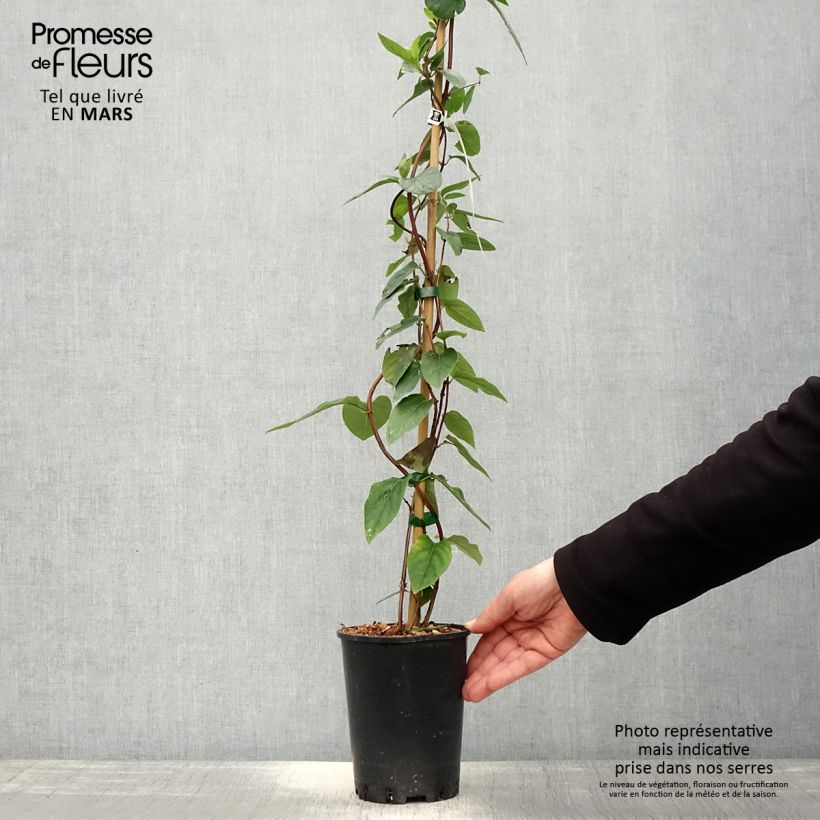 Lonicera similis var. delavayi  2L/3L pot sample as delivered in spring