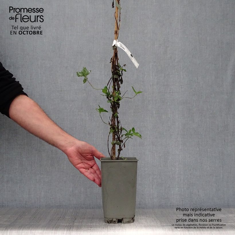 Lonicera x heckrottii American Beauty 1.5L/2L pot sample as delivered in autumn