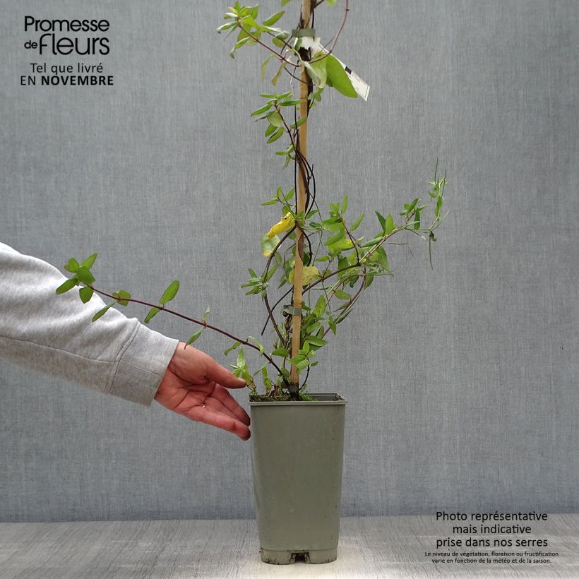 Lonicera japonica Aureoreticulata 2L/3L pot sample as delivered in autumn