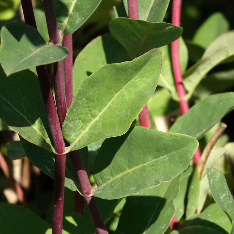 Lonicera periclymenum Belgica