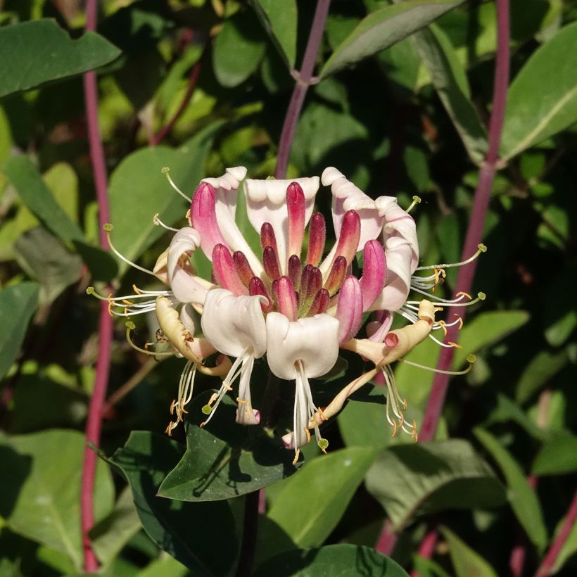 Lonicera periclymenum Belgica